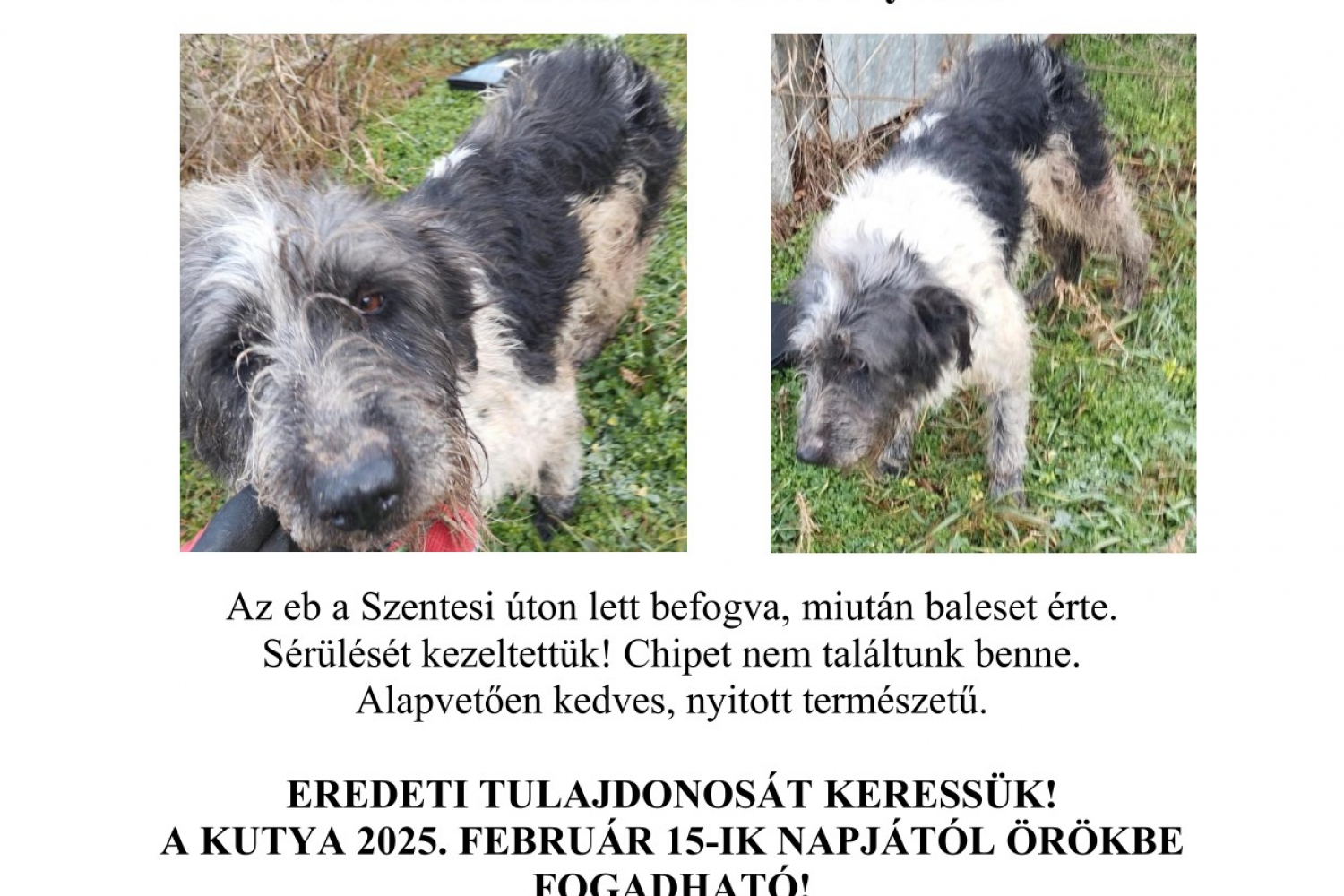 Hirdetmény! Eredeti gazdáját keressük!