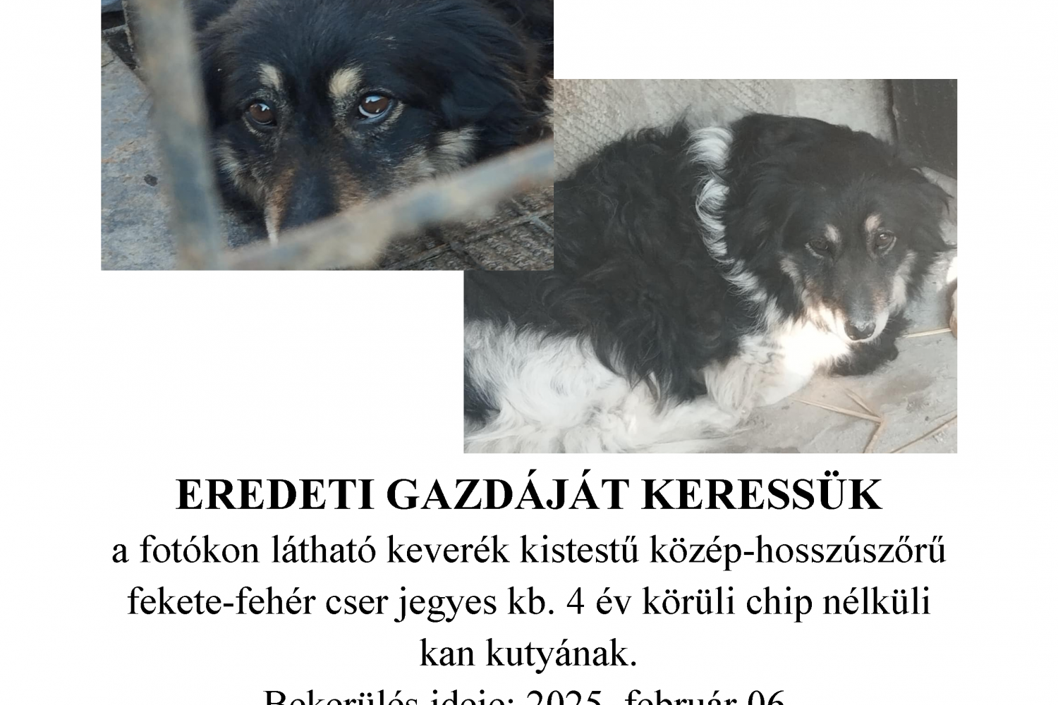 Hirdetmények! Eredeti gazdájukat keressük!